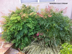 Nandina domestica 'Gulf Stream' 1